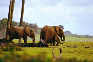 Gabon � safari, lux si natura