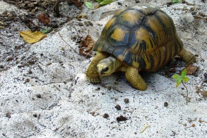 Turismul care protejeaza natura