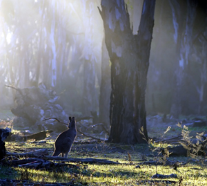 4. Coasta de Est a Australiei