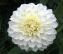 dalia