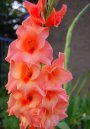 gladiole