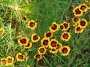 coreopsis