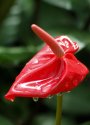 Anthurium