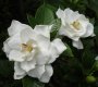 Gardenia