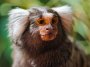 Maimuta Marmoset