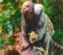 Pranzul unei maimute Marmoset