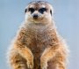Suricata in asteptare