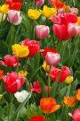 Ofera de 8 martie un buchet de flori de primavara sau un aranjament
