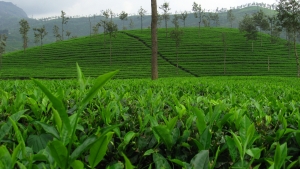 Ceaiurile. Uita de cafea - pe care o poti consuma linistit daca nu