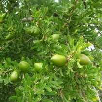 Uleiul de argan, intre cosmetic si medicinal