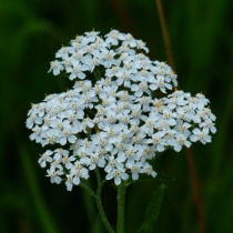 Coada Soricelului - Planta Miracol a sanatatii feminine