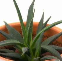 11 Beneficii uimitoare pentru sanatate cu Aloe Vera