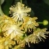 Teiul, arborele sacru al sanatatii