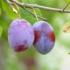 Prunele � fructele curative ale toamnei