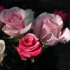 5 flori de toamna
