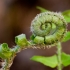 Gemoterapia - puterea terapeutica miraculoasa a germenilor