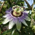 Passiflora - planta medicinala a anului 2011