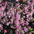 Cresterea magnoliei