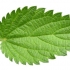 Urzica - Planta medicinala de mii de ani