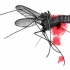 Primul caz de infectare cu virusul West Nile de la tantar in Romania