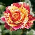 FamousRoses.eu aduce in Romania butasi de trandafiri de la producatorul de top Delbard