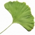 Ginkgo Biloba, arborele vietii si al sanatatii