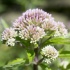 Valeriana - cea mai folosita planta medicinala din lume