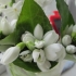 Astrologie: Horoscop de martisor