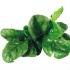 Spanacul: 12 Beneficii terapeutice cu planta lui Popeye