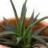 11 Beneficii uimitoare pentru sanatate cu Aloe Vera