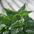 Miracolul din plante