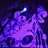 Saptamana rock chick: New Model Army, Toulouse Lautrec si Grimus