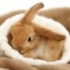 Quiz: Ce fel de animal de companie esti tu?