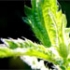 Detoxifiere de primavara: 3 alimente cu efecte minune