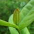 Gemoterapia � sanatate cu plante tinere