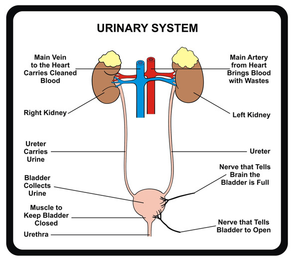 cauzele pietrelor la rinichi / litoaza renala / nisip la rinichi / microlitiaza renala