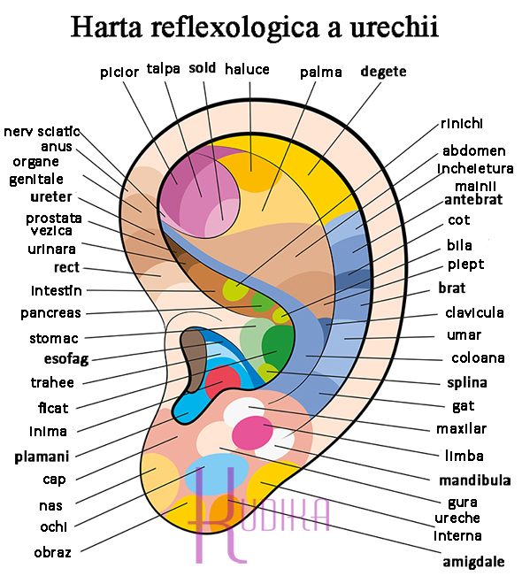 reflexologia urechii: harta, masaj si infografic