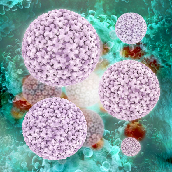 virusul HPV - cum arata