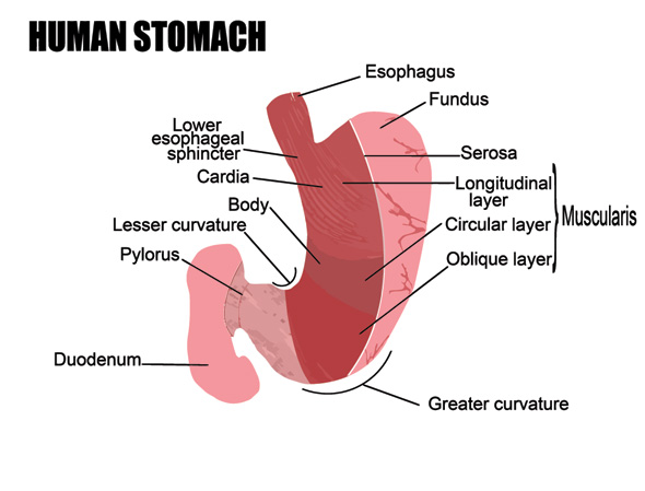alimente arsuri la stomac - anatomia stomacului