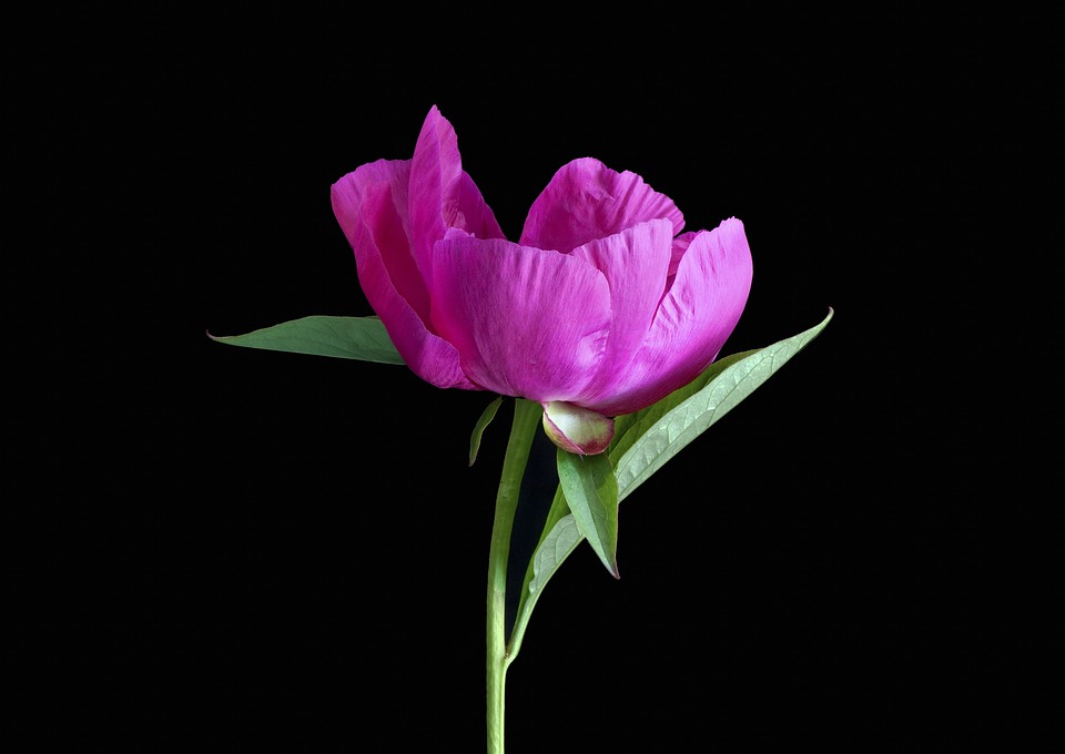 Ce floare ti se potriveste in functie de zodie 1551967104_pink-peony-1631344_960_720