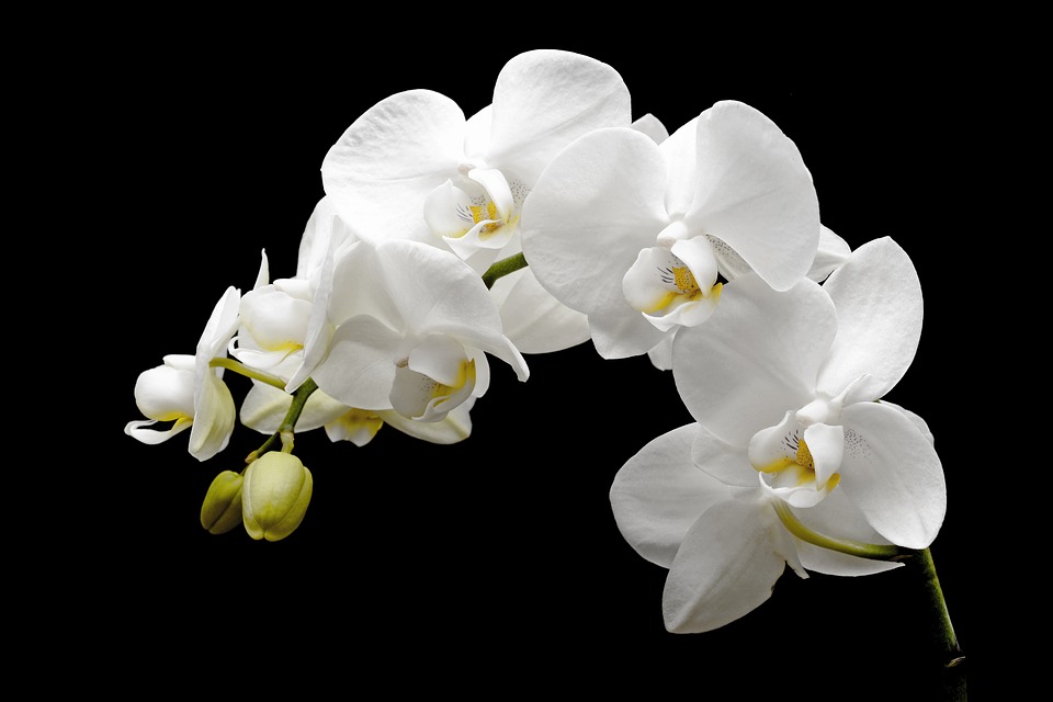 Ce floare ti se potriveste in functie de zodie 1551967202_orchid-2124803_960_720