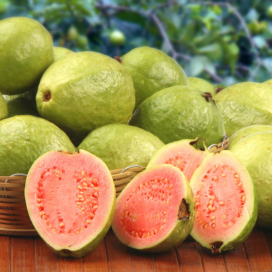frunze proaspete de guava pentru pierderea în greutate